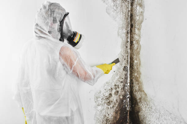 Attic Mold Removal in Taft Mosswood, CA