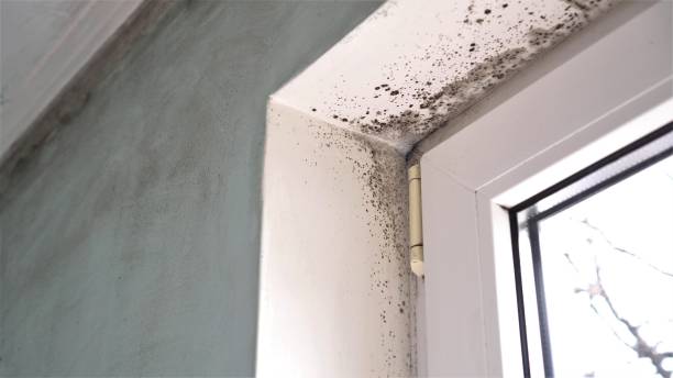 Best Crawl Space Mold Removal  in Taft Mosswood, CA