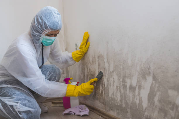 Best Attic Mold Removal  in Taft Mosswood, CA