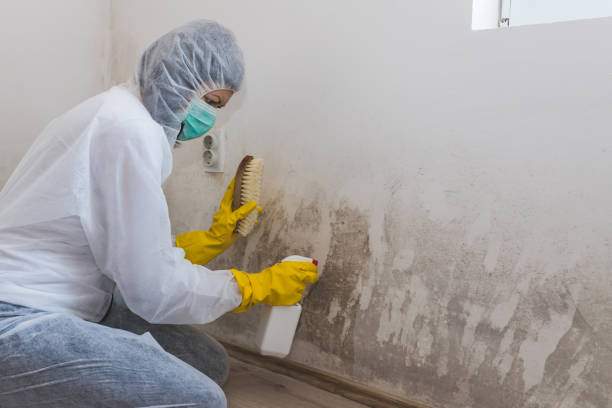 Best Fast Mold Removal  in Taft Mosswood, CA