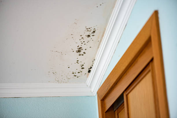 Best Best Mold Removal Companies  in Taft Mosswood, CA