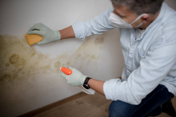 Best Mold Removal Company Near Me  in Taft Mosswood, CA