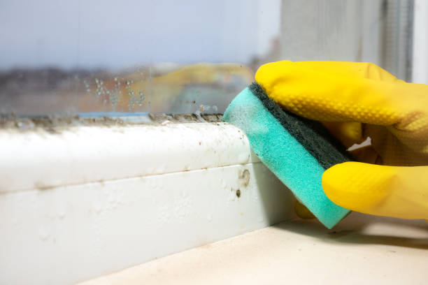 Best Office Mold Removal Services  in Taft Mosswood, CA