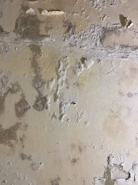 Best Mold Testing  in Taft Mosswood, CA