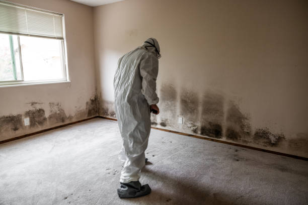 Certified Mold Removal in Taft Mosswood, CA