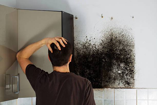 Best Fast Mold Removal  in Taft Mosswood, CA