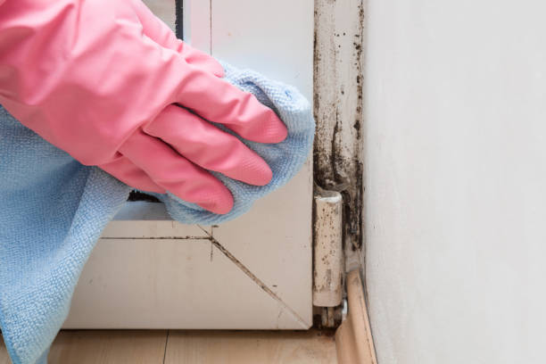 Best Emergency Mold Removal  in Taft Mosswood, CA