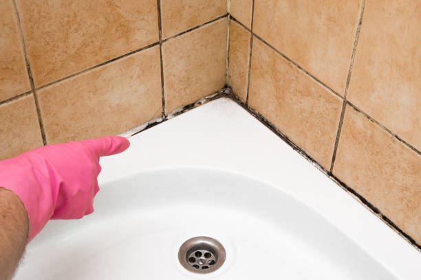 Best Mold Damage Repair  in Taft Mosswood, CA