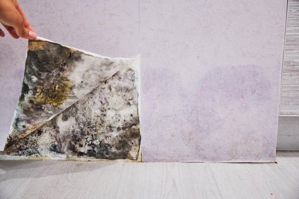 Mold Testing and Removal in Taft Mosswood, CA